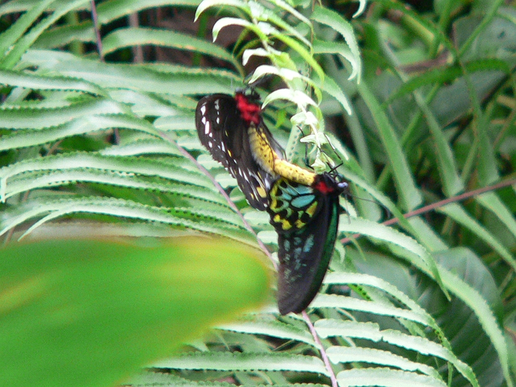068 Kuranda Butterfly Sancturary.jpg
